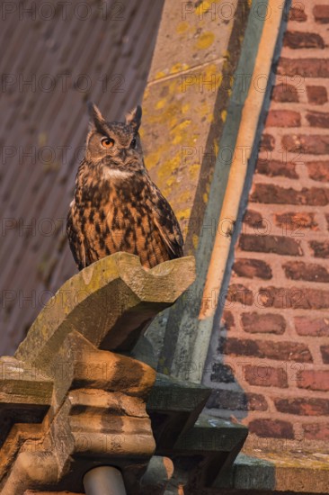 On the gargoyle of a church... European eagle owl (Bubo bubo), adult owl, adult bird becomes active at sunset, eagle owls are increasingly breeding as building breeders, also in the city, are very adaptable, cultural followers, native nature, North Rhine-Westphalia, Rhineland, Lower Rhine, Germany, Western Europe