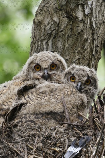 Nest in a tree... European eagle owl (Bubo bubo), young owls sitting in an old hawk nest, looking directly into the camera, eagle owls are very adaptable when choosing their breeding site, here they breed in the middle of the forest in an abandoned nest high up in a tree, wildlife, native nature, Rhineland, Lower Rhine, North Rhine-Westphalia, Germany, Western Europe