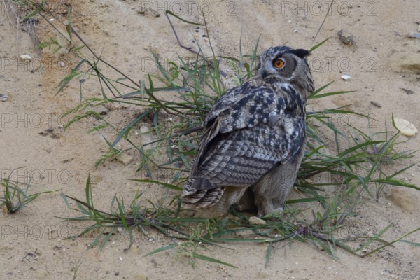 Looking round... European Eagle Owl (Bubo bubo), young owl, fledged young bird sits on the slope of a sand pit, looks around sceptically, turns head backwards, wildlife, native nature, Rhineland, Lower Rhine, North Rhine-Westphalia, Germany, Western Europe