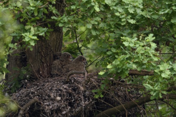 European eagle owl (Bubo bubo), eagle owl offspring, nestlings, young birds, chicks, in the nest on an old hawk's nest on a tree, in a mighty oak in the forest, wildlife, native nature, Rhineland, Lower Rhine, North Rhine-Westphalia, Germany, Western Europe