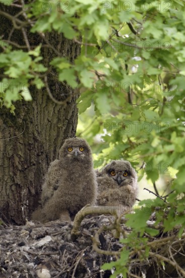A moment of attention... European eagle owl (Bubo bubo), two young eagle owls, nestlings on their nest on a tree, a mighty oak in the forest, (old hawk nest), wildlife, native nature, Rhineland, Lower Rhine, North Rhine-Westphalia, Germany, Western Europe