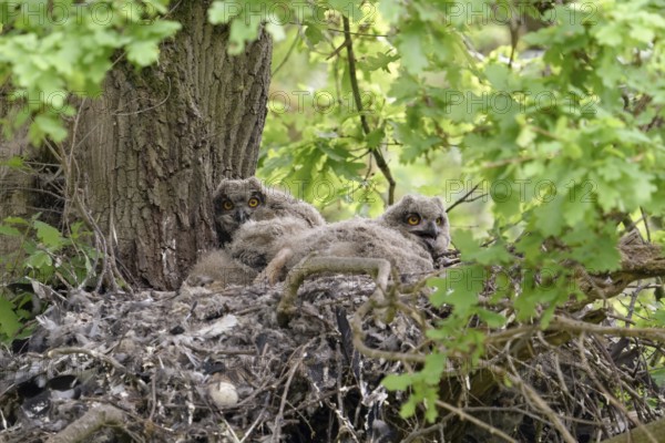 In the middle of the forest... European eagle owl (Bubo bubo) as a tree breeder, eagle owl offspring, nestlings, young birds, four chicks in the nest on a former hawk nest on a tree, in a mighty oak, wildlife, native nature, Rhineland, Lower Rhine, North Rhine-Westphalia, Germany, Western Europe