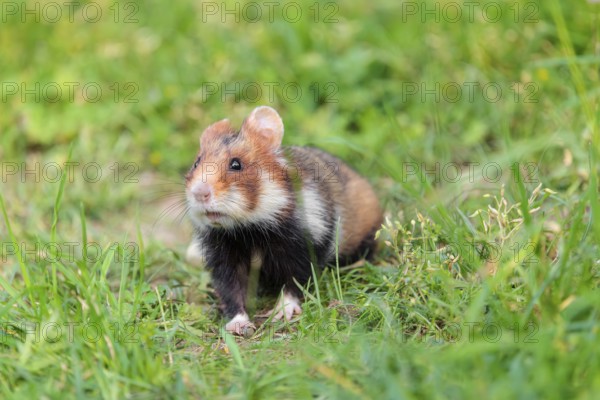 A European hamster (Cricetus cricetus) sits in a green meadow next to its burrow on a cloudy day