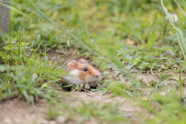 A European hamster (Cricetus cricetus) leaves his burrow