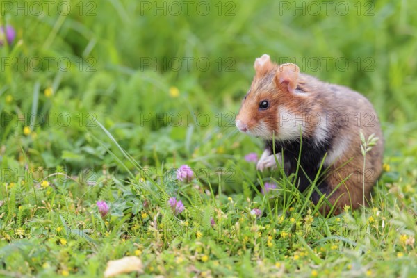 A European hamster (Cricetus cricetus) collects herbs, grass and daisies in a fresh green meadow