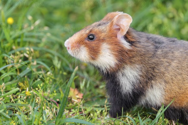 A European hamster (Cricetus cricetus) sits in a green meadow on a sunny day