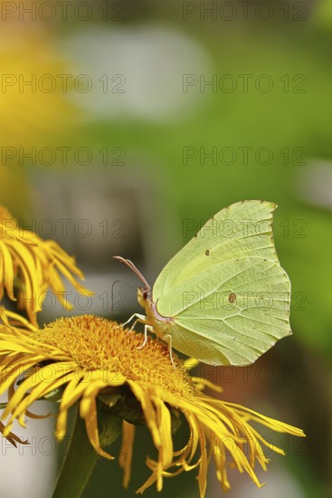 Lemon butterfly (Gonepteryx rhamny) on a yellow flower of a Great Telekie (Telekia speciosa), close-up, Wilnsdorf, North Rhine-Westphalia, Germany