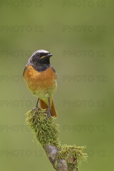 Redstart (Phoenicurus phoenicurus), male singing on a moss-covered branch, songbird, wildlife, Wilnsdorf, North Rhine-Westphalia, Germany