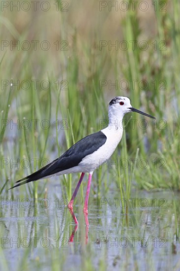 Stilt (Himantopus himantopus), adult bird standing in the reeds of the shore vegetation, wildlife, wader, animals, waterfowl, Lake Neusiedl National Park, Burgenland, Austria