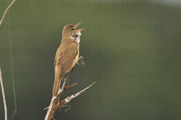 Great Reed Warbler (Acrocephalus arundinaceus), with open beak, singing, twittering, sitting on a twig, singing station, natural habitat, migratory bird, songbirds Lake Neusiedl, Burgenland, Austria