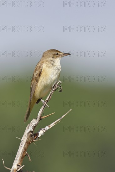 Great Reed Warbler (Acrocephalus arundinaceus), sitting on a twig, singing station, natural habitat, migratory bird, songbirds Lake Neusiedl, Burgenland, Austria