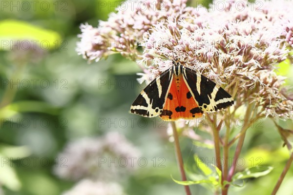 Jersey tiger or Spanish flag (Euplagia quadripunctaria), sucking nectar on Hemp agrimony (Eupatorium cannabinum, in a vineyard, butterfly, close-up, Moselle valley, Cochem, Rhineland-Palatinate, Germany