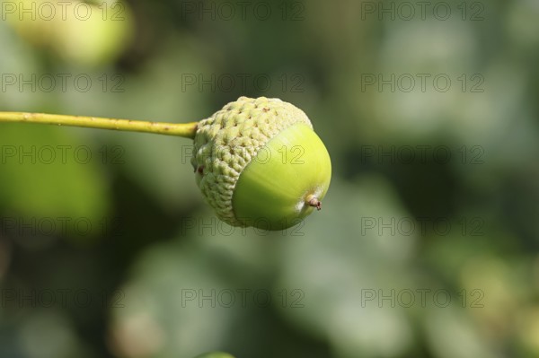 English oak (Quercus robur), fruit, acorn, Wilnsdorf, North Rhine-Westphalia, Germany