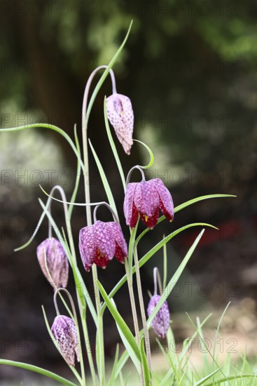 Snake's Head Fritillary (Fritillaria meleagris), flowers in a meadow, inflorescence, early bloomer, spring, Wilnsdorf, North Rhine-Westphalia, Germany