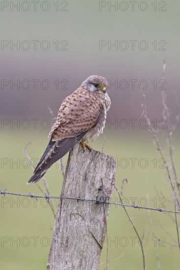 Kestrel (Falco tinnunculus), on a pasture fence post, Bieslicher Insel, Lower Rhine, North Rhine-Westphalia, Germany