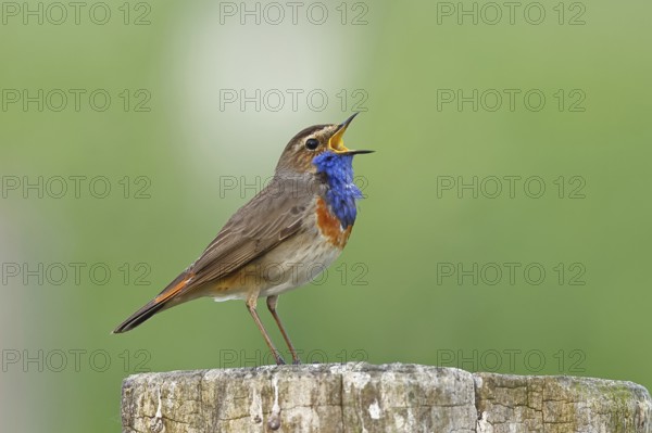 Bluethroat (Luscinia svecica cyanecula), male, singing on a pasture fence post, wildlife, Lembruch, Ochsen Moor, DÃ¼mmer nature park Park, Lower Saxony, Germany