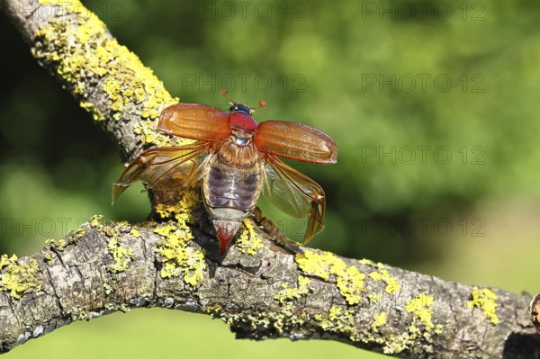May beetle, wood cockchafer (Melolontha hippocastani), female with spread wings, on a branch covered with lichen, about to fly off, close-up, Wilnsdorf, North Rhine-Westphalia, Germany