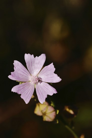 Mallow, musk mallow (Malva moschata), flower in a meadow, medicinal plant, aromatic plant, medicinal use, Wilnsdorf, North Rhine-Westphalia, Germany
