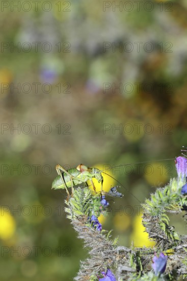 Steppe saddle grasshopper, steppe saddle grasshopper (Ephippiger ephippiger), male, on Viper's bugloss (Echium vulgare), with bokeh in the background, leafhoppers, long-fingered grasshoppers, Red List of Germany, specially protected species, critically endangered, Cochem, Moselle, Rhineland-Palatinate, Germany