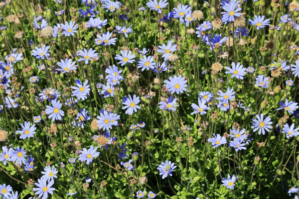 Felicia aethiopica, capaster, flower, flowering, Kirstenbosch Botanical Gardens, Cape Town, South Africa