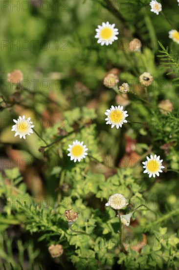 Felicia echinata, flower, flowering, Kirstenbosch Botanical Gardens, Cape Town, South Africa