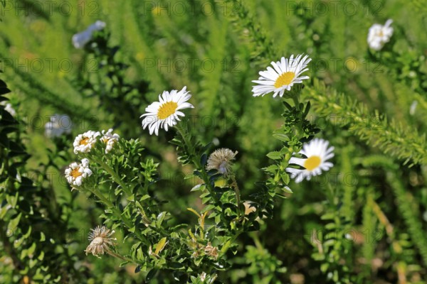 Felicia echinata, flower, flowering, Kirstenbosch Botanical Gardens, Cape Town, South Africa