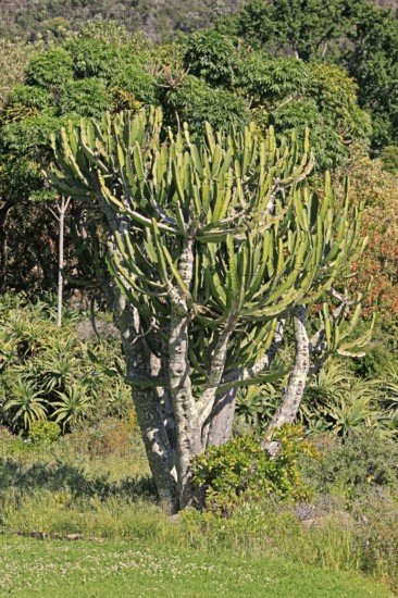 Euphorbia ingens, spurge cactus, Kirstenbosch Botanical Gardens, Cape Town, South Africa