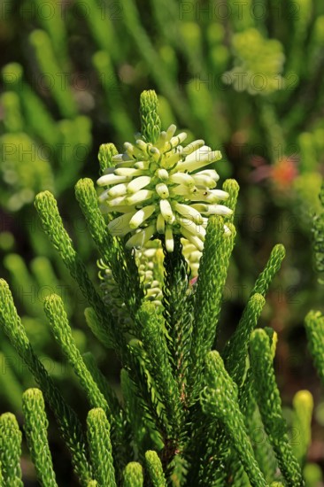 Erica sessiliflora, flower, flowering, Kirstenbosch Botanical Gardens, Cape Town, South Africa