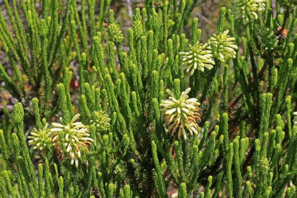 Erica sessiliflora, flower, flowering, Kirstenbosch Botanical Gardens, Cape Town, South Africa