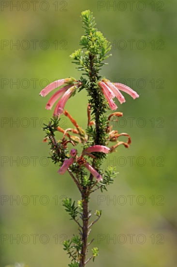 Erica glandulosa, flower, flowering, Kirstenbosch Botanical Gardens, Cape Town, South Africa
