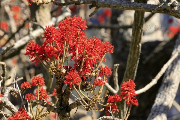 Erythrina abyssinica, tree, flower, flowering, Kirstenbosch Botanical Gardens, Cape Town, South Africa