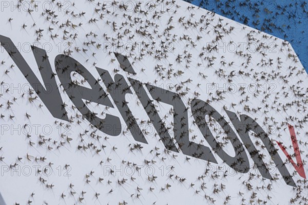 Detroit, Michigan - Fish flies (mayflies) are swarming near Michigan lakes. The are attracted to light and are often found in large numbers on commercial buildings