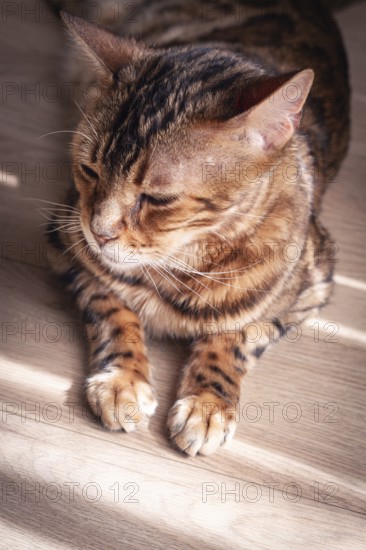 Bengal cat relaxing in sunlit room, highlighting unique fur patterns and playful demeanor on wooden floor