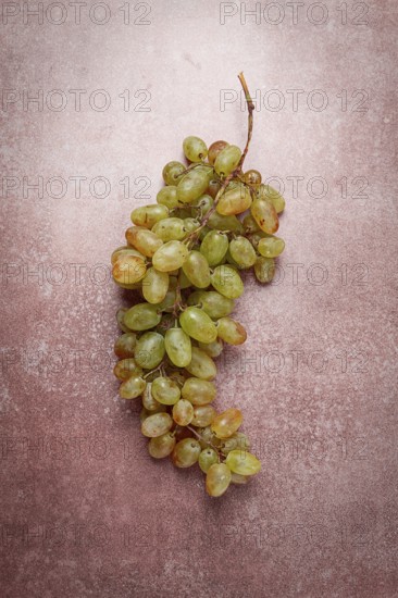 A branch of white grapes, wine grapes, Georgian grape variety Rkatsiteli, top view