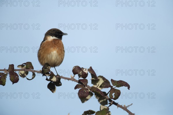 European stonechat (Saxicola rubicola) adult male bird singing on a Bramble branch, England, United Kingdom