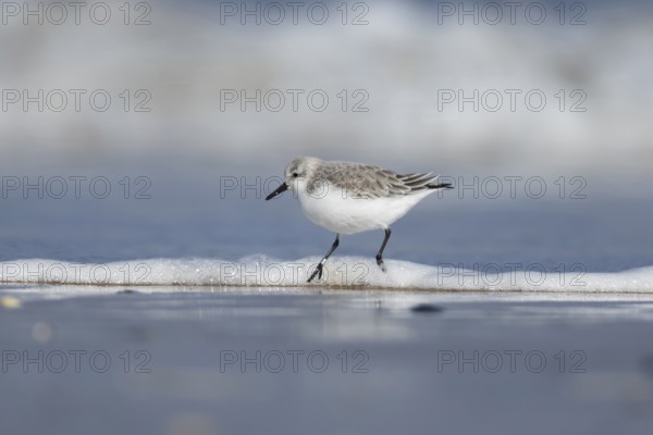 Sanderling (Calidris alba) adult bird in winter plumage in the surf of the sea on a beach, Norfolk, England, United Kingdom