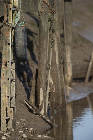Common kingfisher (Alcedo atthis) adult bird on a tyre on a harbour wall, Norfolk, England, United Kingdom