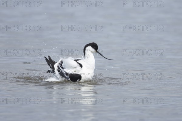 Pied avocet (Recurvirostra avosetta) adult wading bird bathing in a shallow lagoon, England, United Kingdom