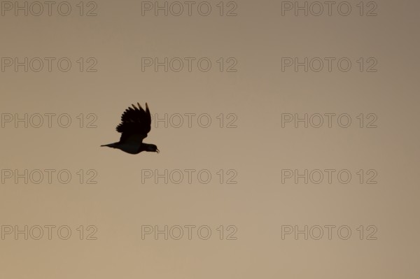 Northern Lapwing (Vanellus vanellus) silhouette of an adult bird calling in flight at sunset, England, United Kingdom