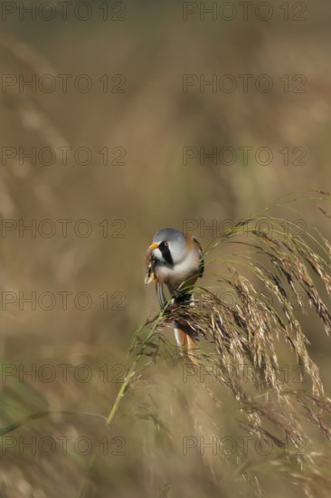 Bearded tit or reedling (Panurus biarmicus) adult male bird preening on a Common reed flower head, England, United Kingdom