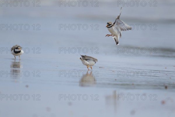 Ringed plover (Charadrius hiaticula) two adult birds fighting on a beach with another looking on, England, United Kingdom