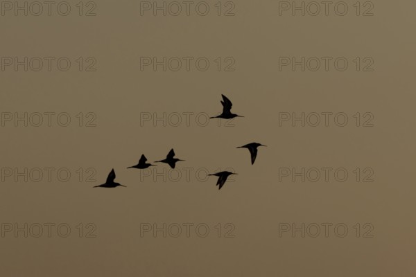 Black tailed godwit (Limosa limosa) six adult birds in flight at sunset, England, United Kingdom