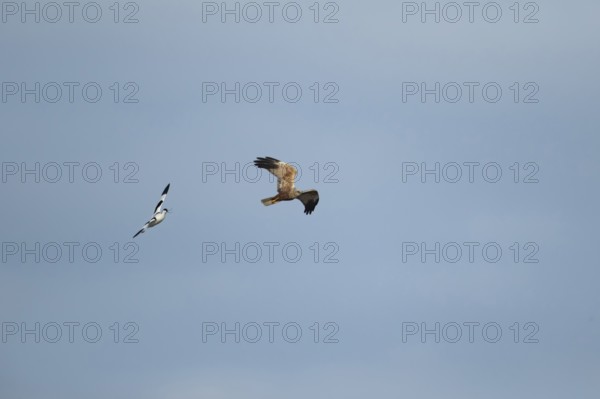 Pied avocet (Recurvirostra avosetta) adult bird calling in flight whilst chasing a Marsh harrier (Circus aeruginosus), England, United Kingdom