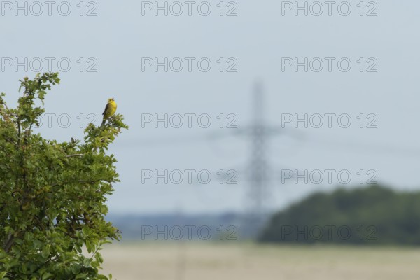 Yellowhammer (Emberiza citrinella) adult male bird singing from a Hawthorn (Crataegus monogyna) bush, England, United Kingdom