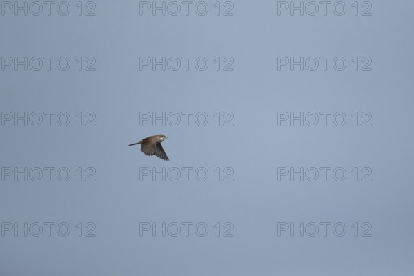 Whitethroat (Sylvia communis) adult bird singing in flight, England, United Kingdom