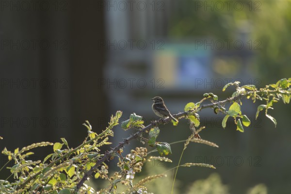 European stonechat (Saxicola rubicola) adult female bird on a Bramble branch, Suffolk, England, United Kingdom