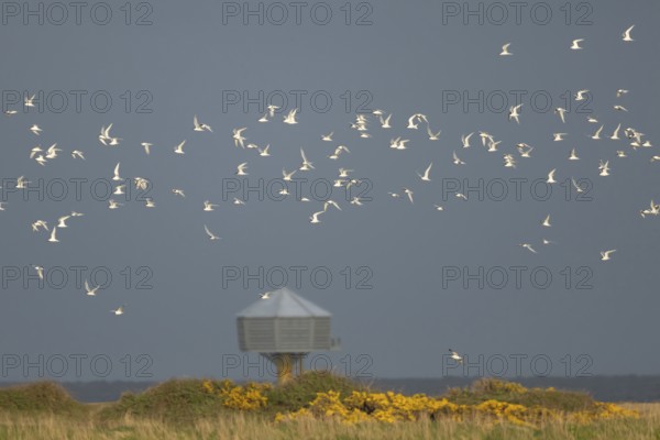 Sandwich tern (Thalasseus sandvicensis) adult birds in flight, RSPB Minsmere nature reserve, Suffolk, England, United Kingdom