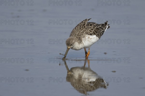 Ruff (Philomachus pugnax) adult wading bird in feeding in a shallow lagoon, England, United Kingdom