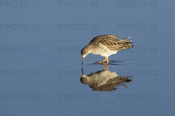 Ruff (Philomachus pugnax) adult wading bird in winter plumage feeding in a shallow lagoon, England, United Kingdom