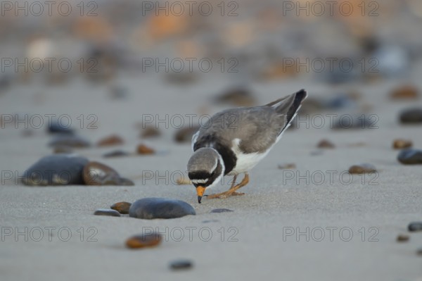 Ringed plover (Charadrius hiaticula) adult wading bird feeding on a beach, England, United Kingdom